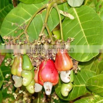 Fresh Raw Cashew Nuts