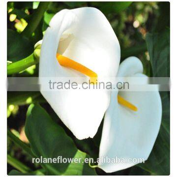 2016 china wholesale fresh cut white calla lily flower from yunnan