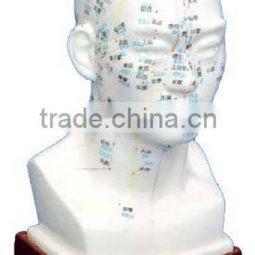 Acupuncture Head Model-20cm