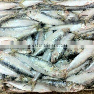 Sardine Frozen seafood