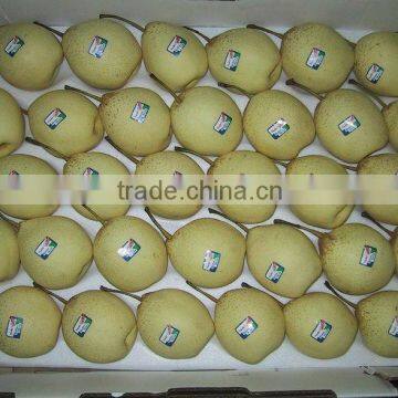 Asian Ya Pear Packed in 9kg 18kg Box for Sale photo-4
