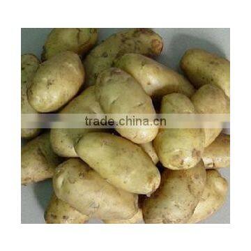 Chinese 2011 Fresh Potato in High Quality and Deep Processing