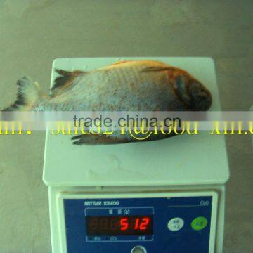 Wholesale frozen pomfret with good quality