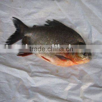 Black pomfret