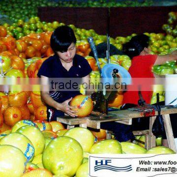 juicy sweet pomelo shaddock for sale