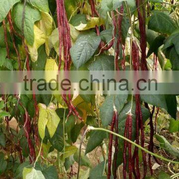 High Quality Red Long Bean Seeds Cowpea Seeds for Cultivation-Chun Qiu 22 photo-2