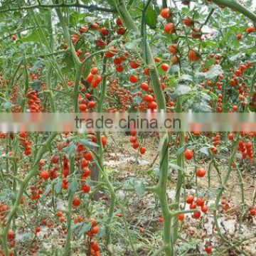 high resistance high yield hybrid F1 cherry tomato seeds