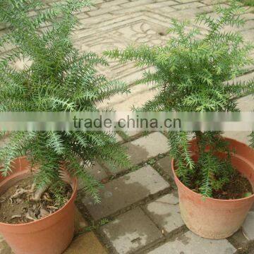 Dwafted Indoor Bonsai / Plants -Araucaria Heterophylla