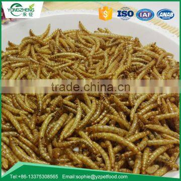 Bird Food of Dried Mealworm photo-2