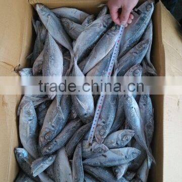 Land Frozen Horse Mackerel Frozen 20cm + photo-3