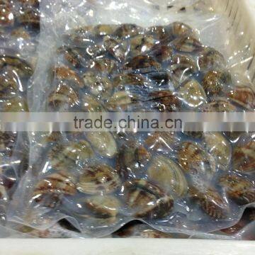 New Season High Quality Frozen Vacuum Packed Short Necked Clam photo-4