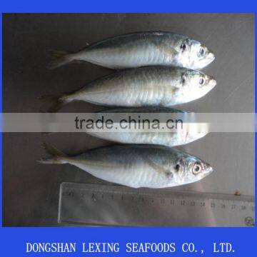 frozen horse mackerel IQF