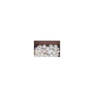 Sell Chinese Garlic