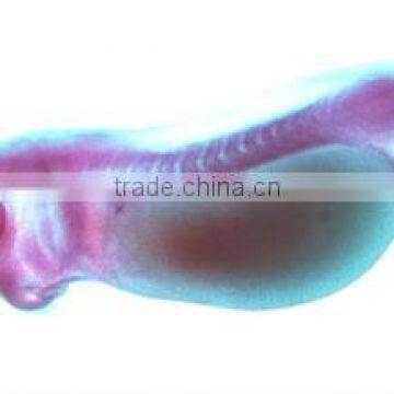 Embryo slides , frog embryo slides , Embryology Slides ,embryo teaching slides