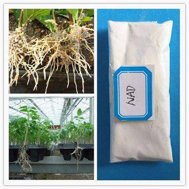 High Purity Plant Growth Regulator 1-naphthaleneacetamide Nad 98%TC photo-3