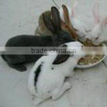 High Quality Compound Bacteria as Fur Animal Feed
