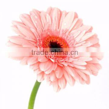 Fresh Good Quality Gerbera Cut Flower With Fresh Cut Flower