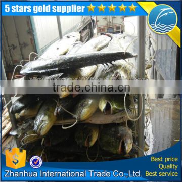 Mahi Mahi fish sea frozen HOT sale to Vietnam