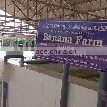 VIETNAM BEST QUALITY FRESH CAVENDISH BANANA photo-5