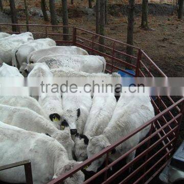 Heavy duty used livestock panels / cattle panels/ sheep panels