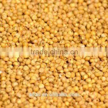 Red Sorghum for Animal Feed photo-5