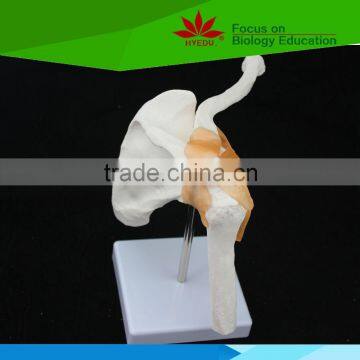 High quality for Medical education Life-size Shoulder joint with ligaments