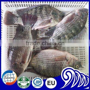 Tilapia Fresh Water Fish