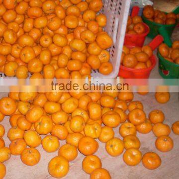 Sweet Mandarin Oarnge