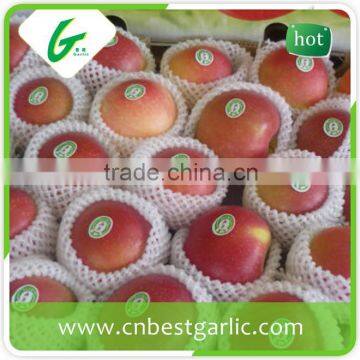 Fresh Chinese royal grade A gala apples fruit