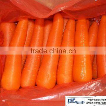 vegetable fresh carrot