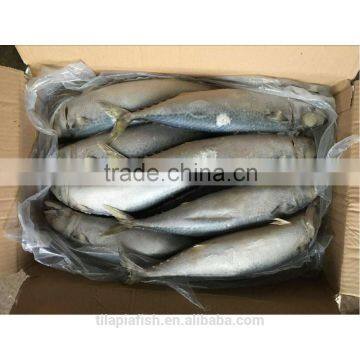 Atlantic mackerel Whole Rund Scomber Scombrus