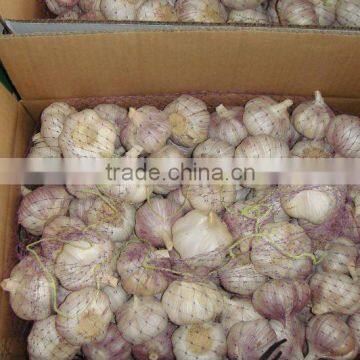 New price about 2013 garlic