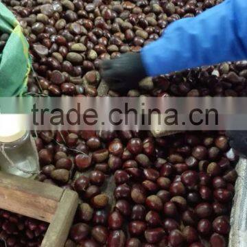 Fresh Chinese Chestnut photo-5