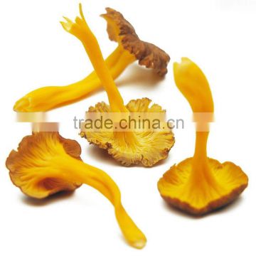 Wholesale Dried Wild Cantharellus Girolle