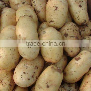 Fresh Bulk Potatoes for Sale 2016 Crop photo-6