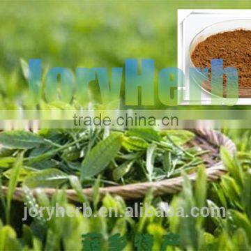 Organic green tea extract powder