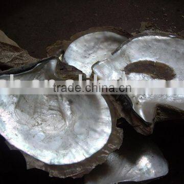 white mother of pearl shell for manufacture and decoration