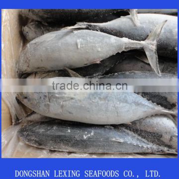 frozen whole round good quality cheap bonito