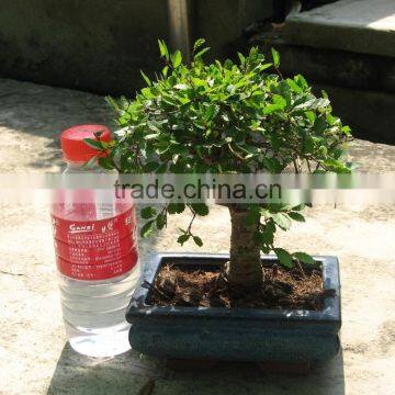 Ulmus ( Chinese Elm) Bonsai Tree Ball Shape photo-4