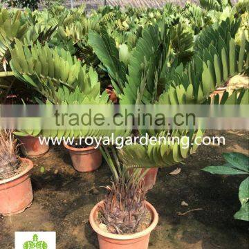 Zamia Furfuracea Dia 10-30cm Wholesale photo-4