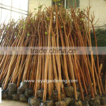 Ficus Religiosa grower and exporter