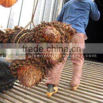 cycas revoluta bare root multi-heads loading container