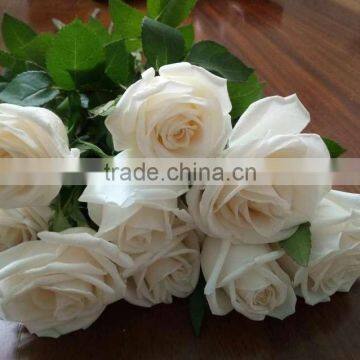 Natural Fresh Cut White Rose Flower Mother's Day Gift Processing Type Export From Yunnan photo-5