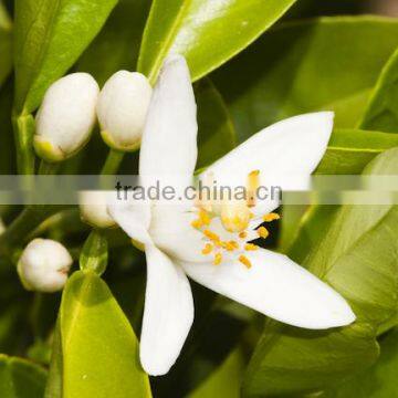 Neroli Oil photo-5