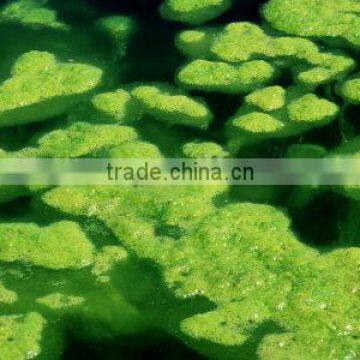 Herbal Spirulina Powder for Body Fitness photo-3