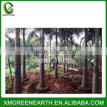 Wodyetia bifurcata - foxtail palm (4)