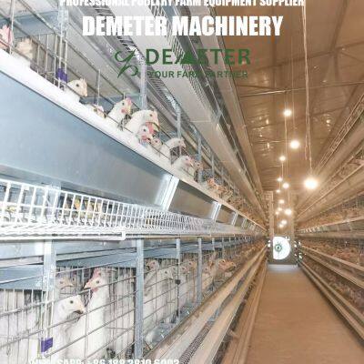 Layer Chicken Equipment photo-4