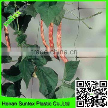 100% new PP Plant Support Net/pp Cucumber net / climbing plant support mesh for agriculture