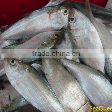 FROZEN DOTTED GIZZARD SHAD FISH W/R