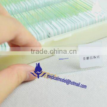 Basic GCSE Slides Set Glass Prepared Slides photo-3